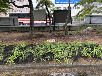 株分けして植え替えられた花かつみ