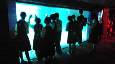 6サメに夢中